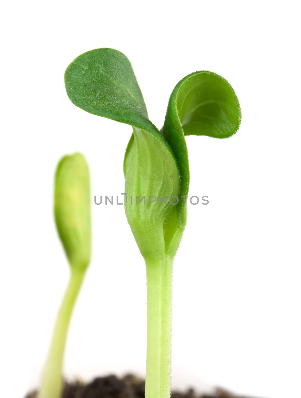 Small pumpkin seedling isolated on white background