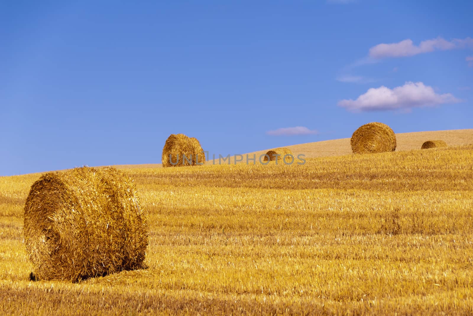 straw roll in a harvested field