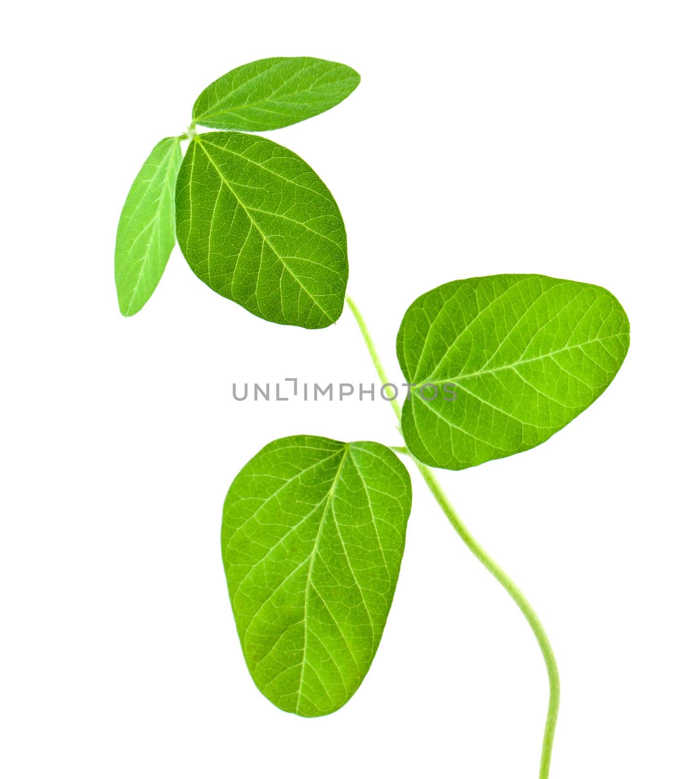 Fresh soy leaves isolated on white