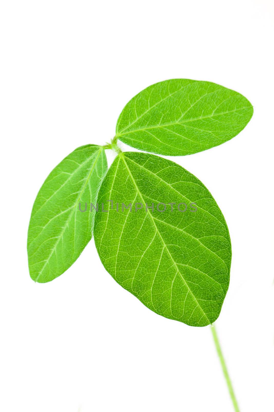 Fresh soy leaves isolated on white