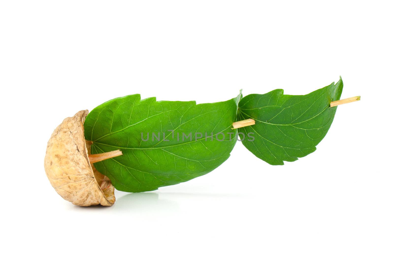 Sailboat made of walnut with a leaf as sail isolated on white background 