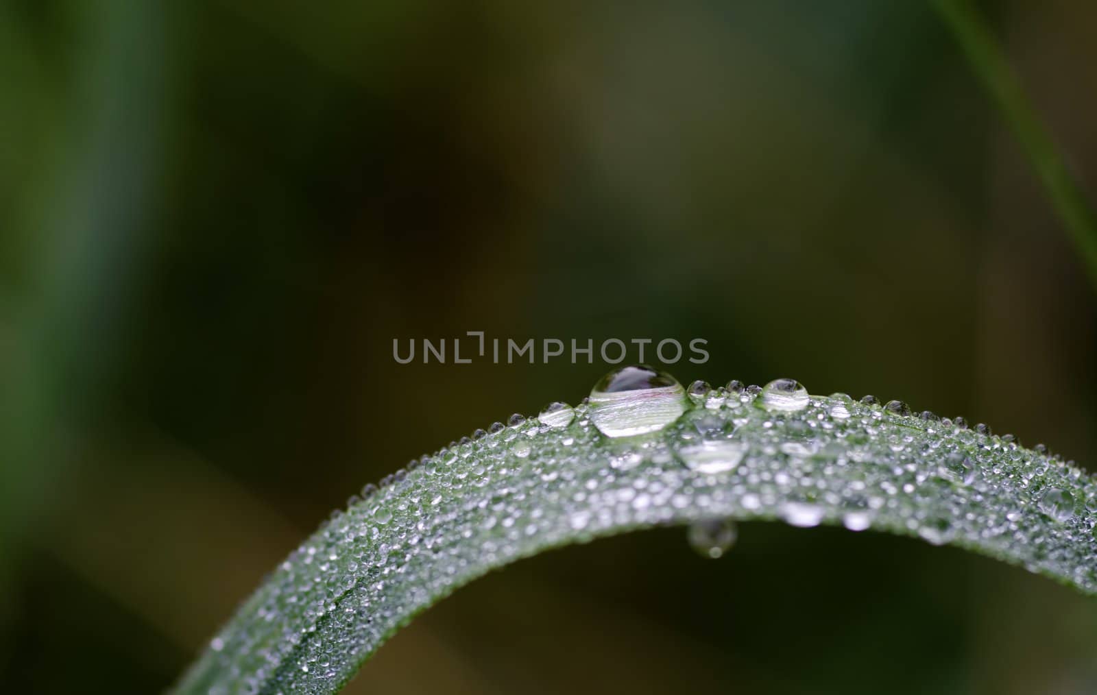 Drops and droplets on a green leaf