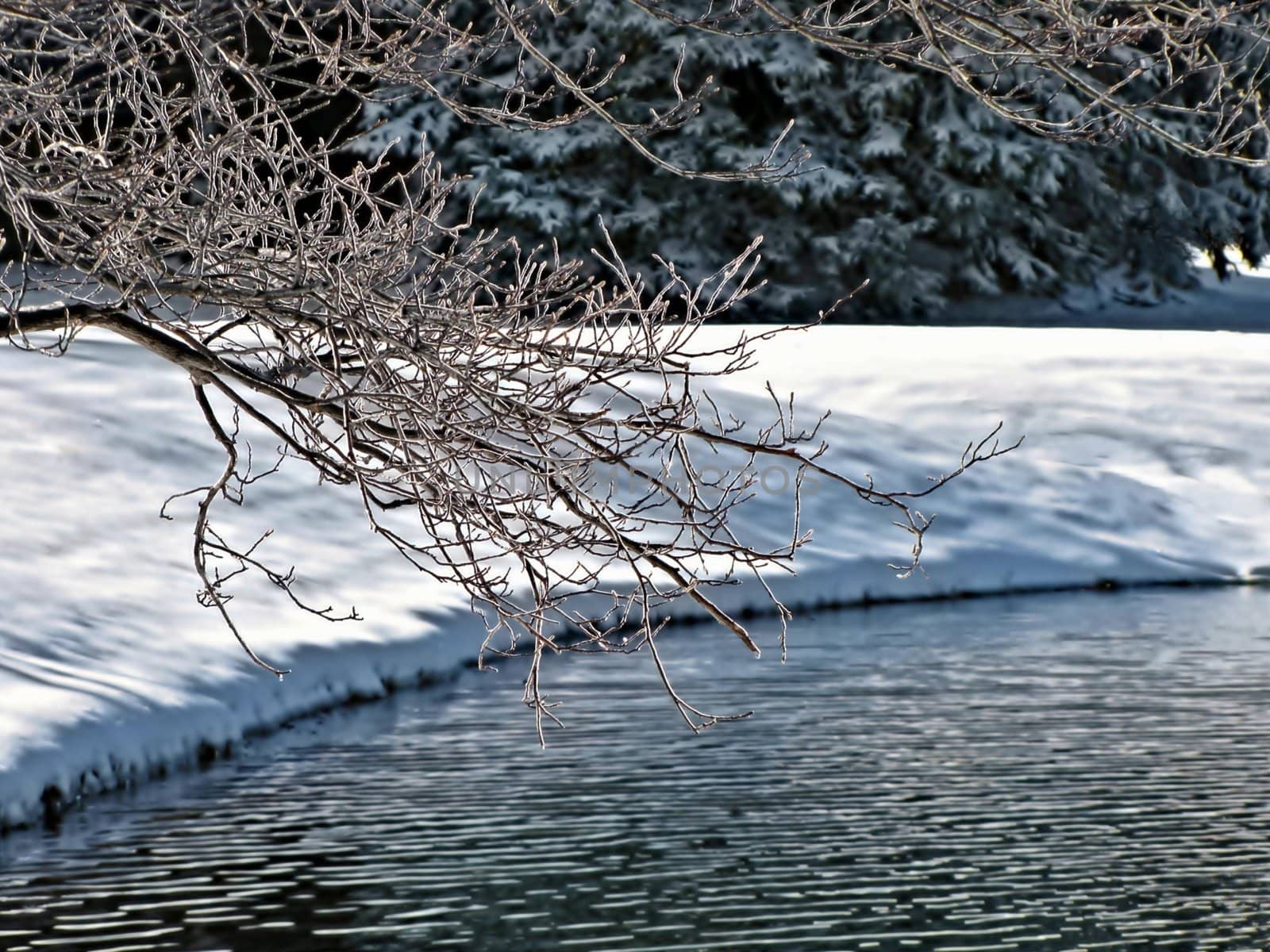 tree branch overhanging a pond in winter surrounded by snowbanks