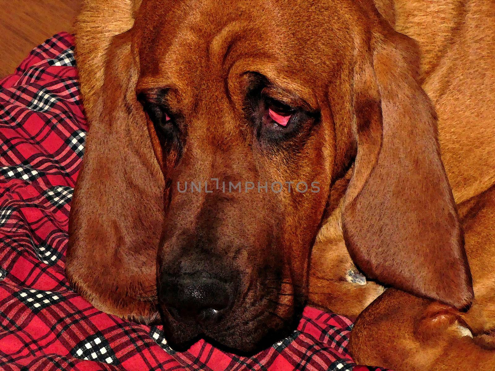cute,lazy bloodhound resting on his blanket in watercolor art effect