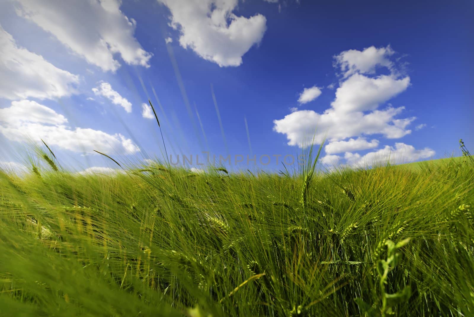 a wheat field