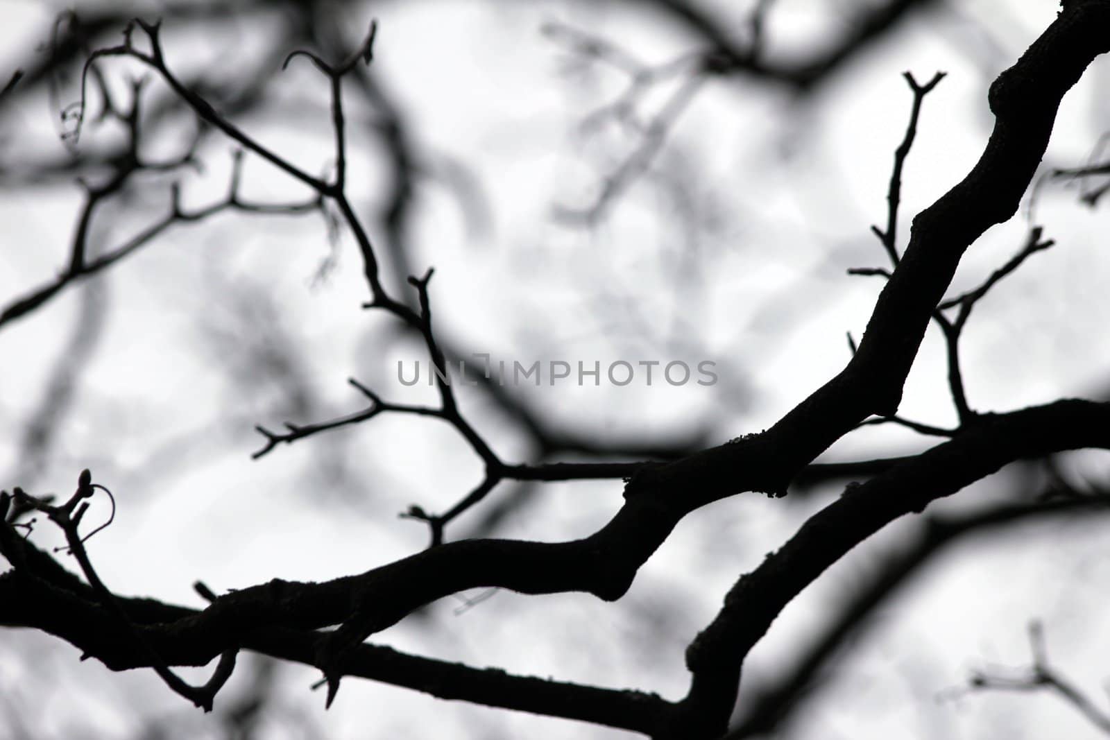 black and white branches background by Teka77