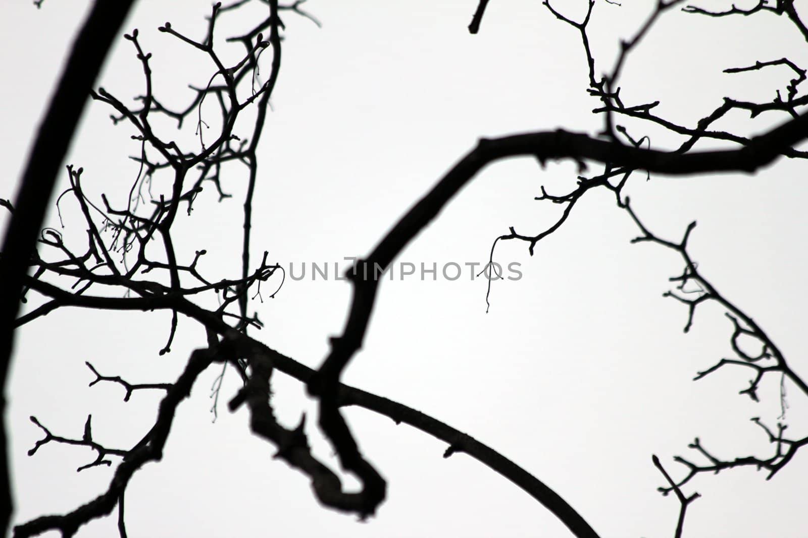 black and white branches background by Teka77