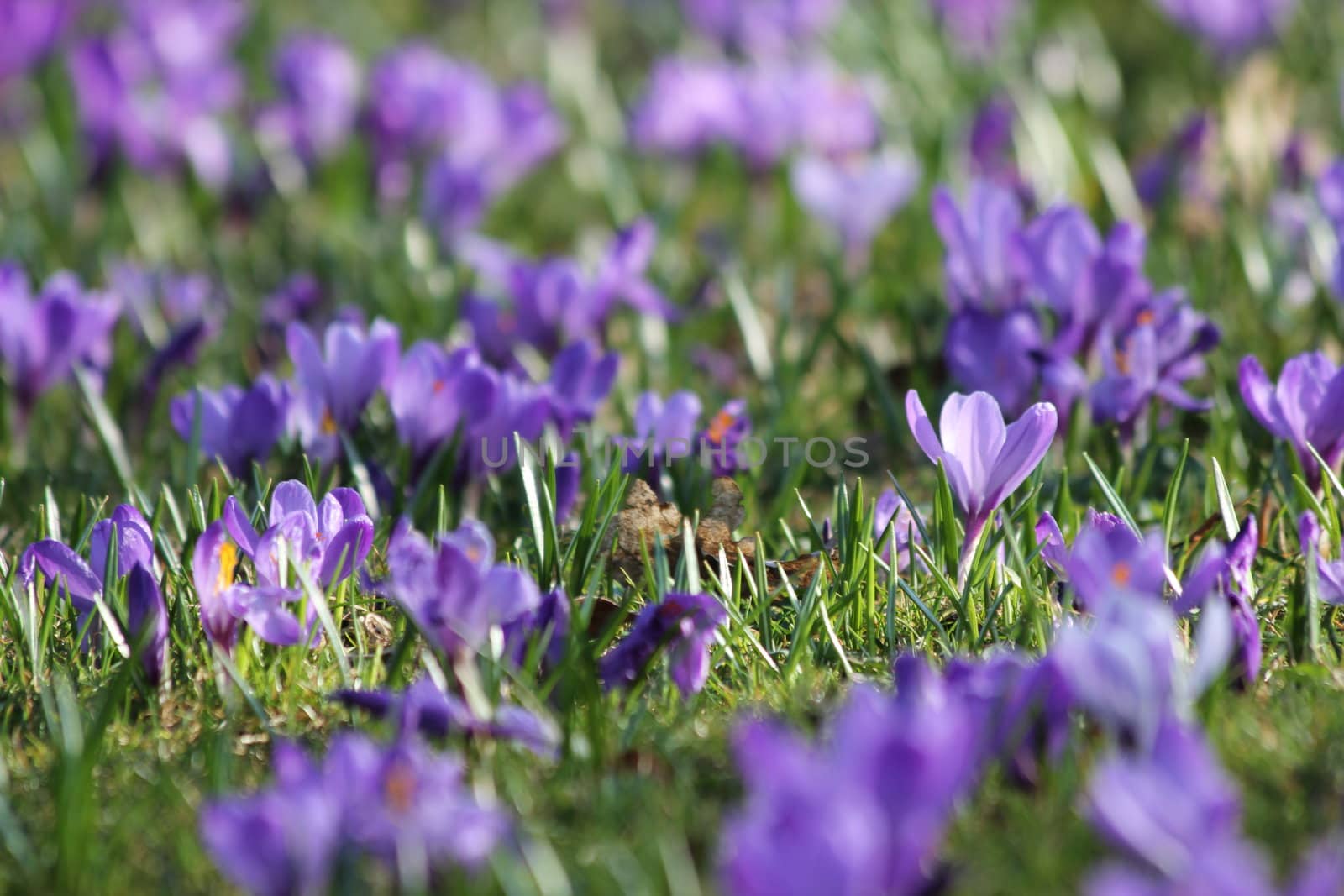 purple spring crocus meadow by Teka77