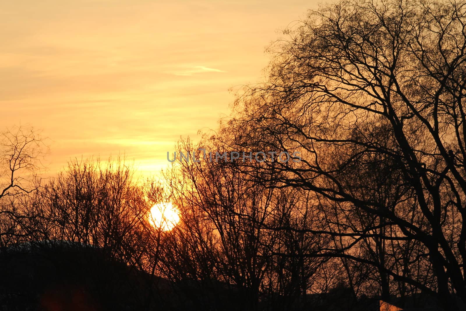 tree sundown by Teka77