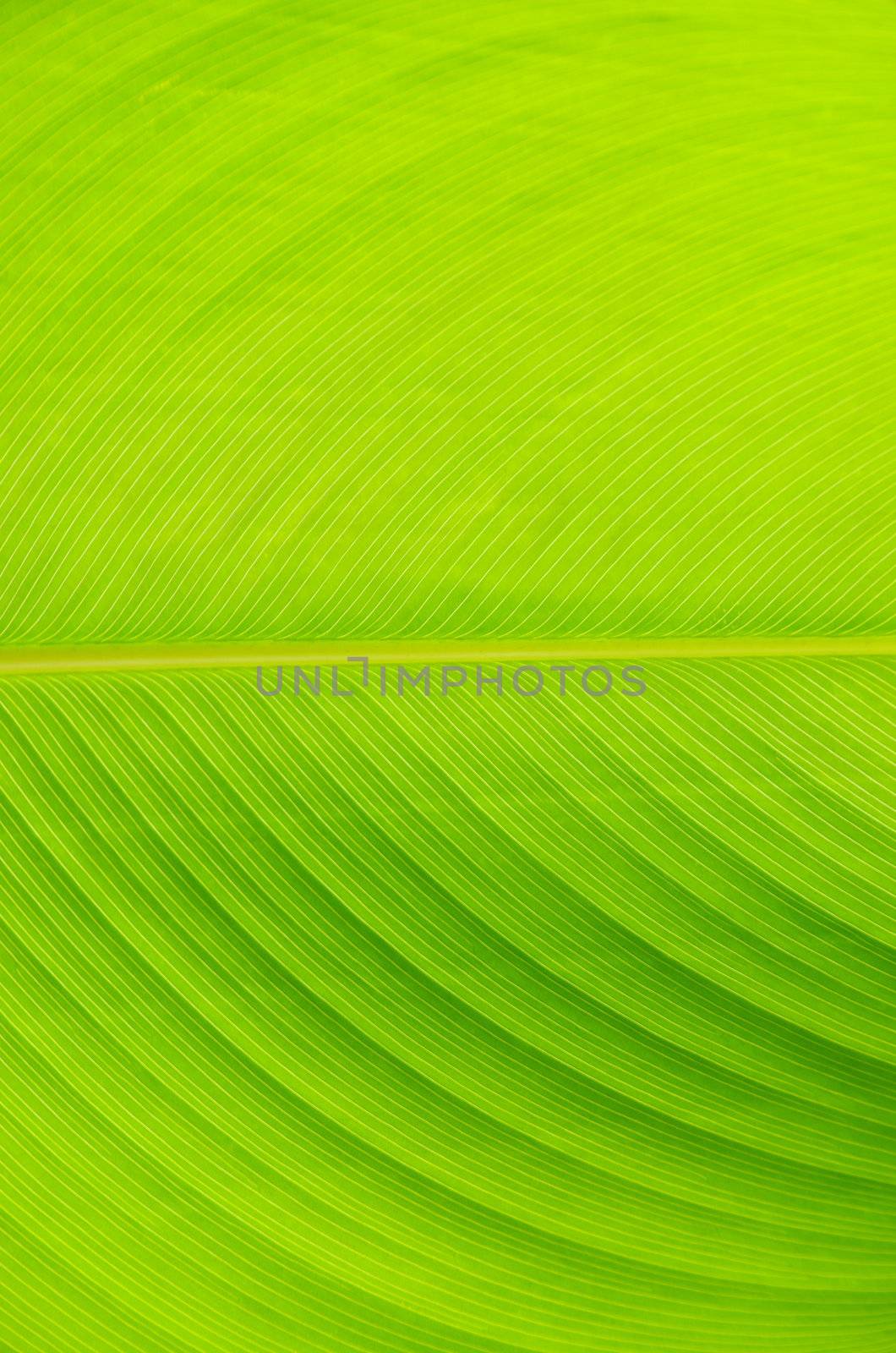 leaf texture  by Pakhnyushchyy