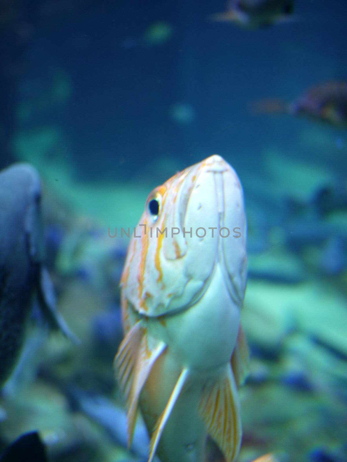 yellow fish under water