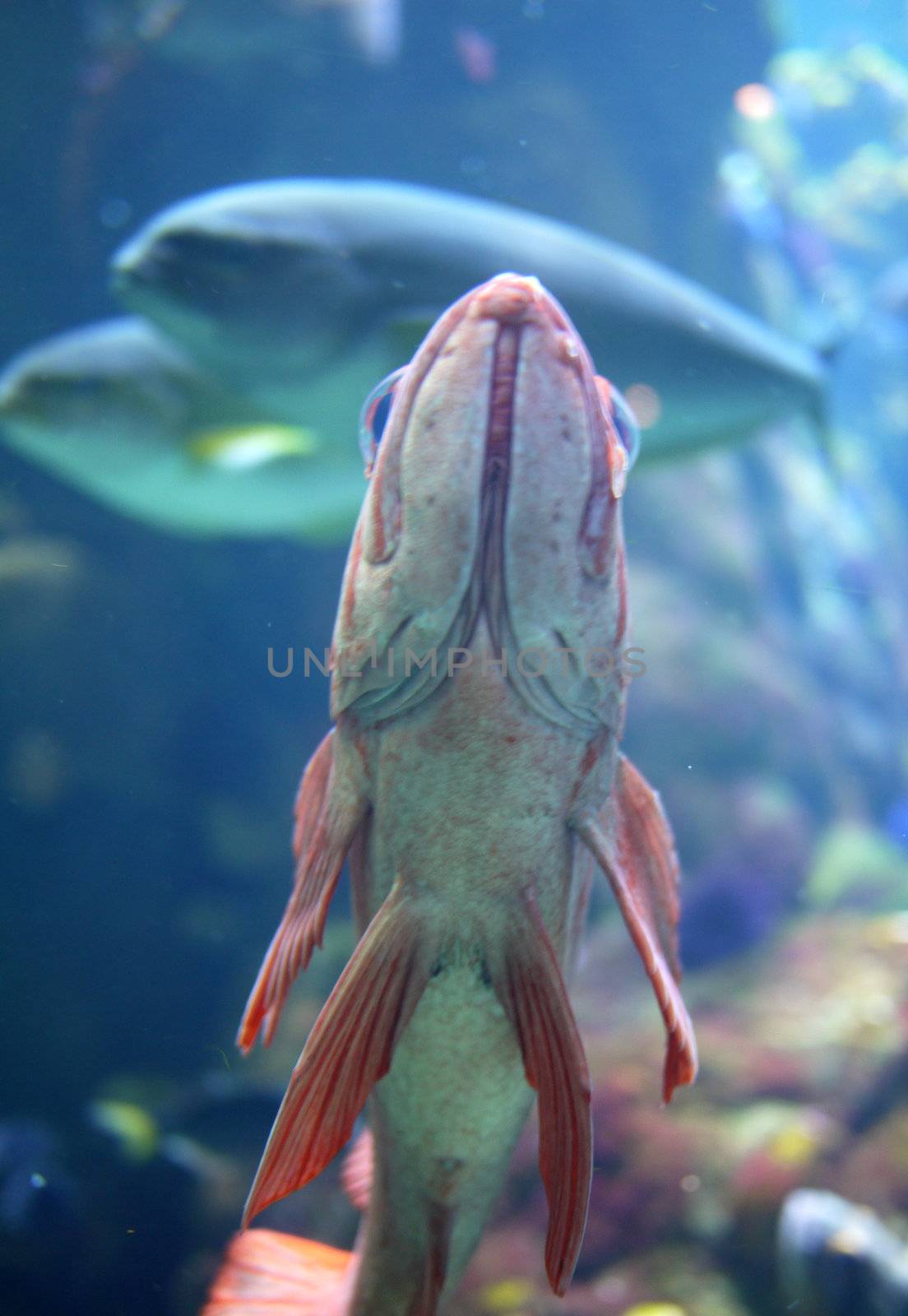 fish by seattlephoto