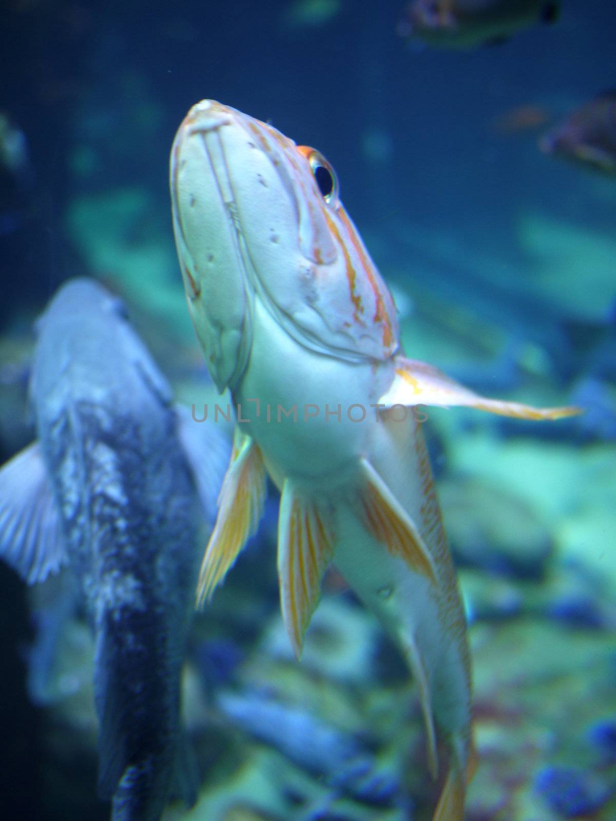 fish swimming underwater by seattlephoto