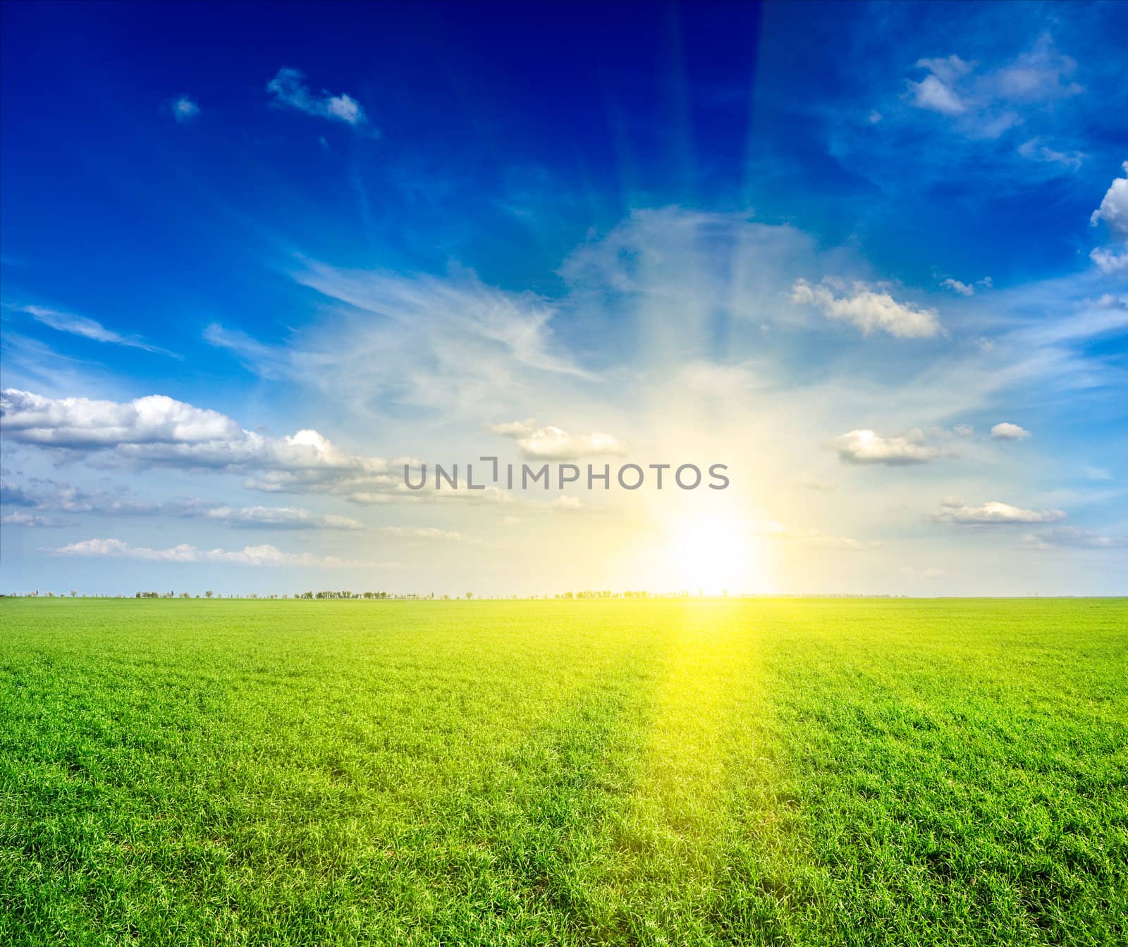 Field of green fresh grass under blue sky by dimol