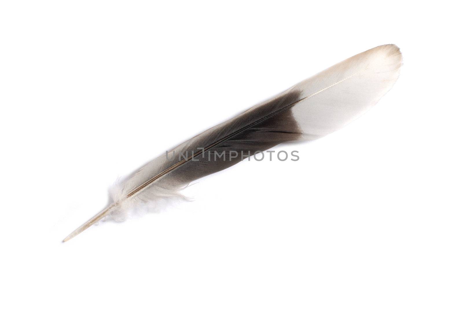 Isolated feather