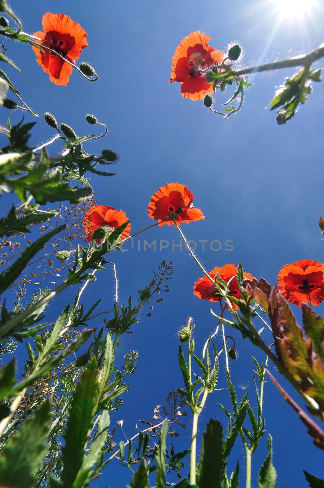 Spring photo: poppies against blue sky