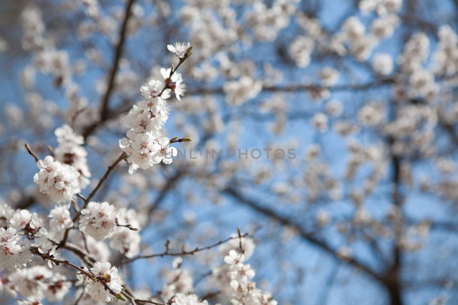 background of spring by vsurkov