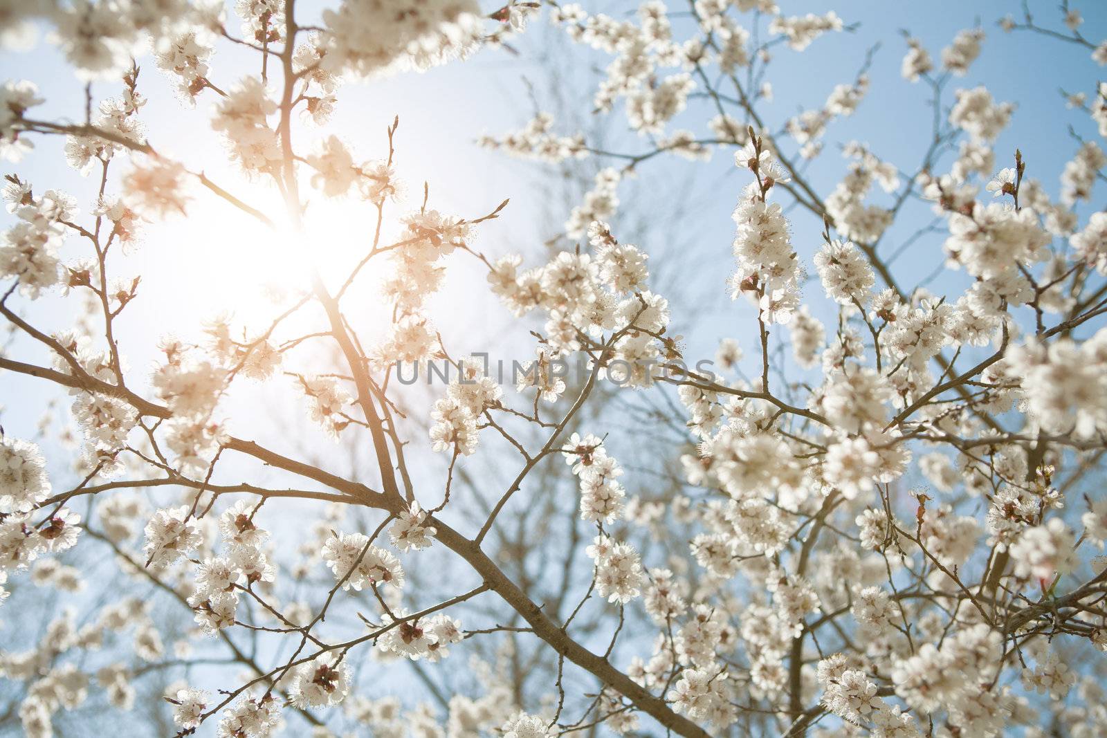 background of spring sky, sun and flowers