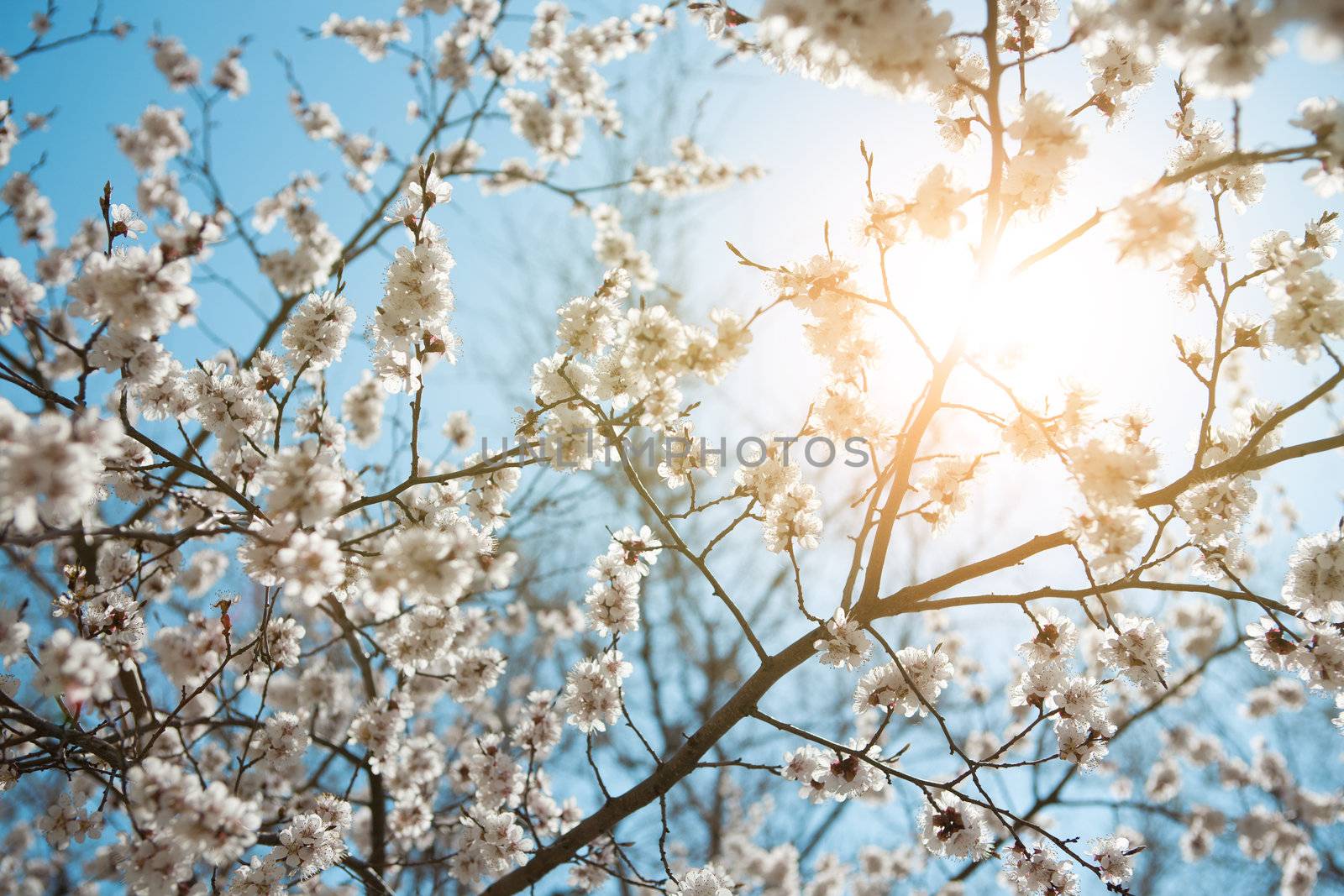 background of spring sky and flowers