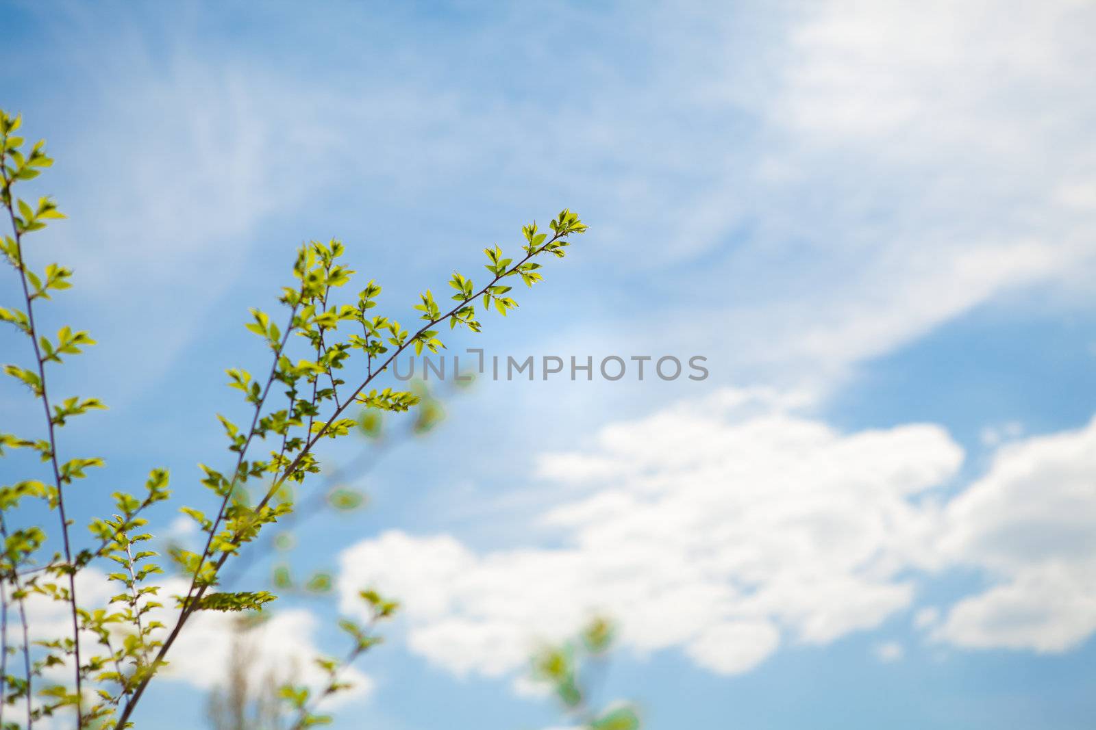background of spring sky and green branch
