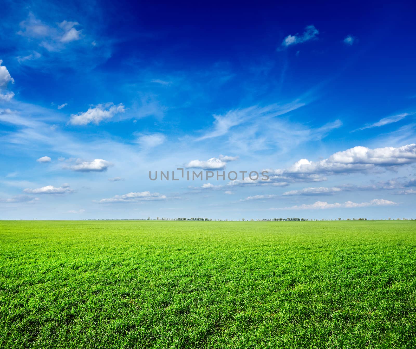 Field of green fresh grass under blue sky by dimol