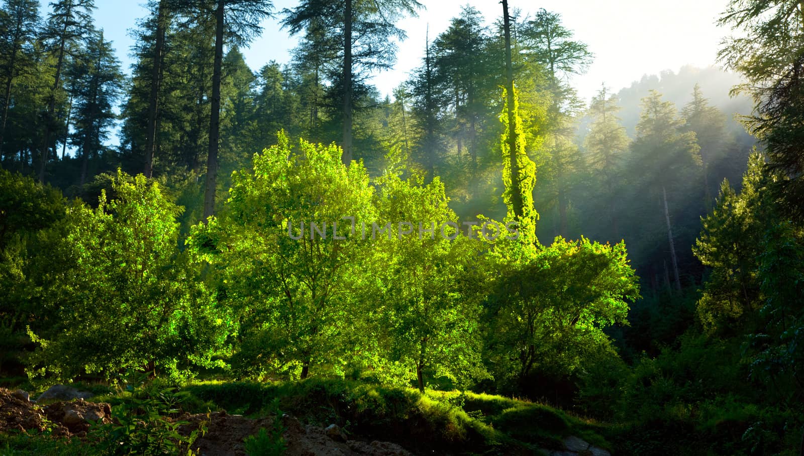 Morning forest with sunrays