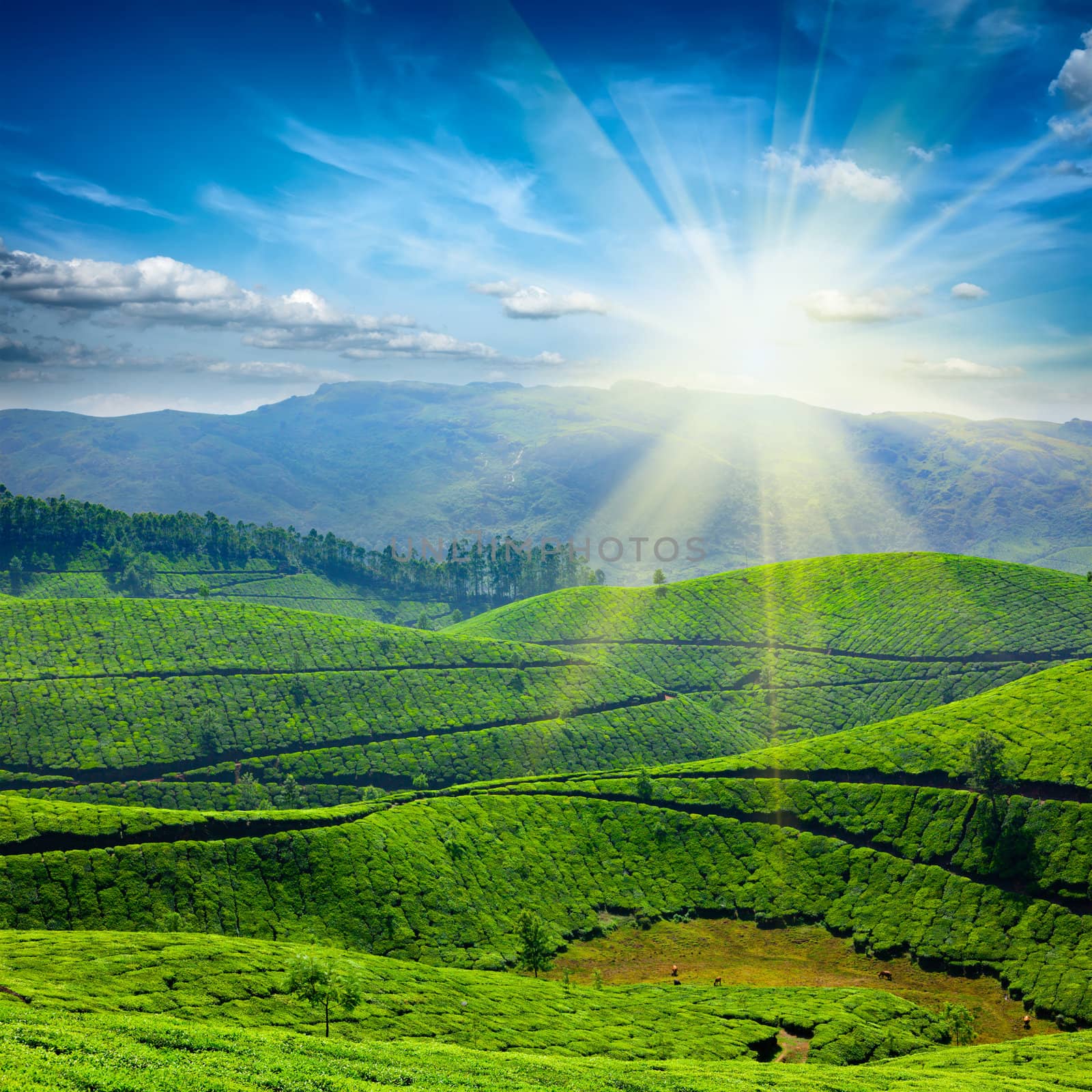 Tea plantations. Munnar, Kerala, India