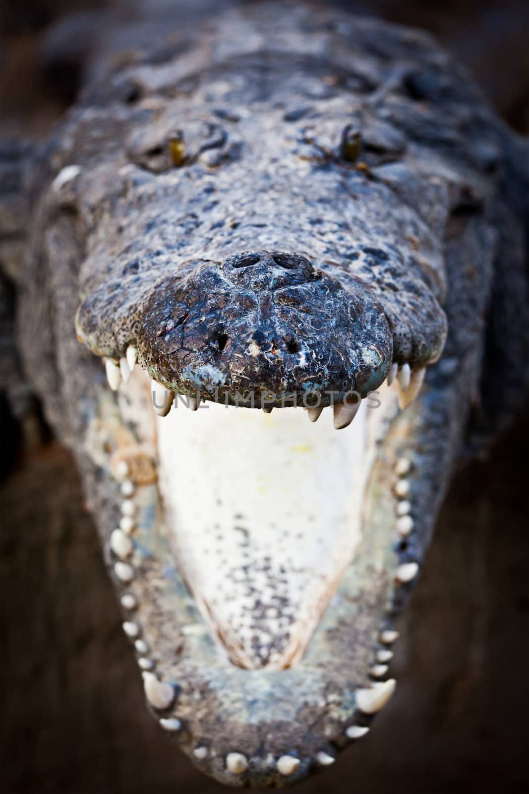 Charging crocodile jaws by dimol