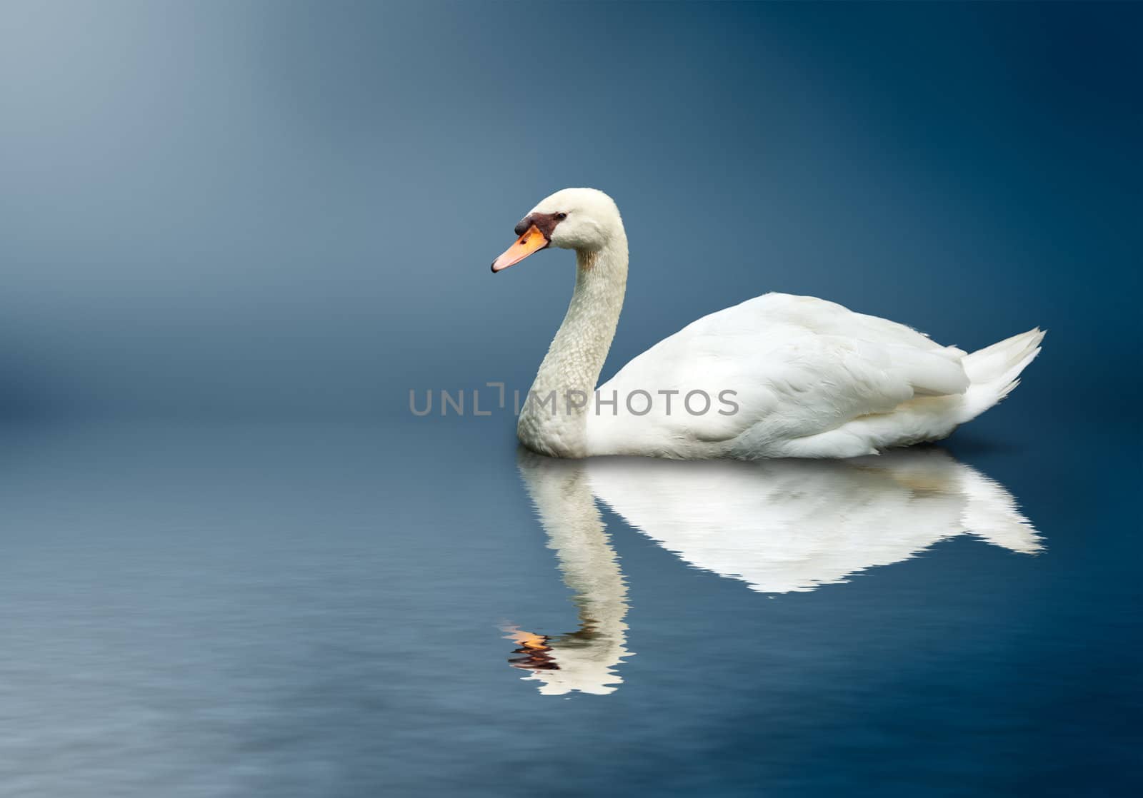 Mute Swan (Cygnus olor) by dimol