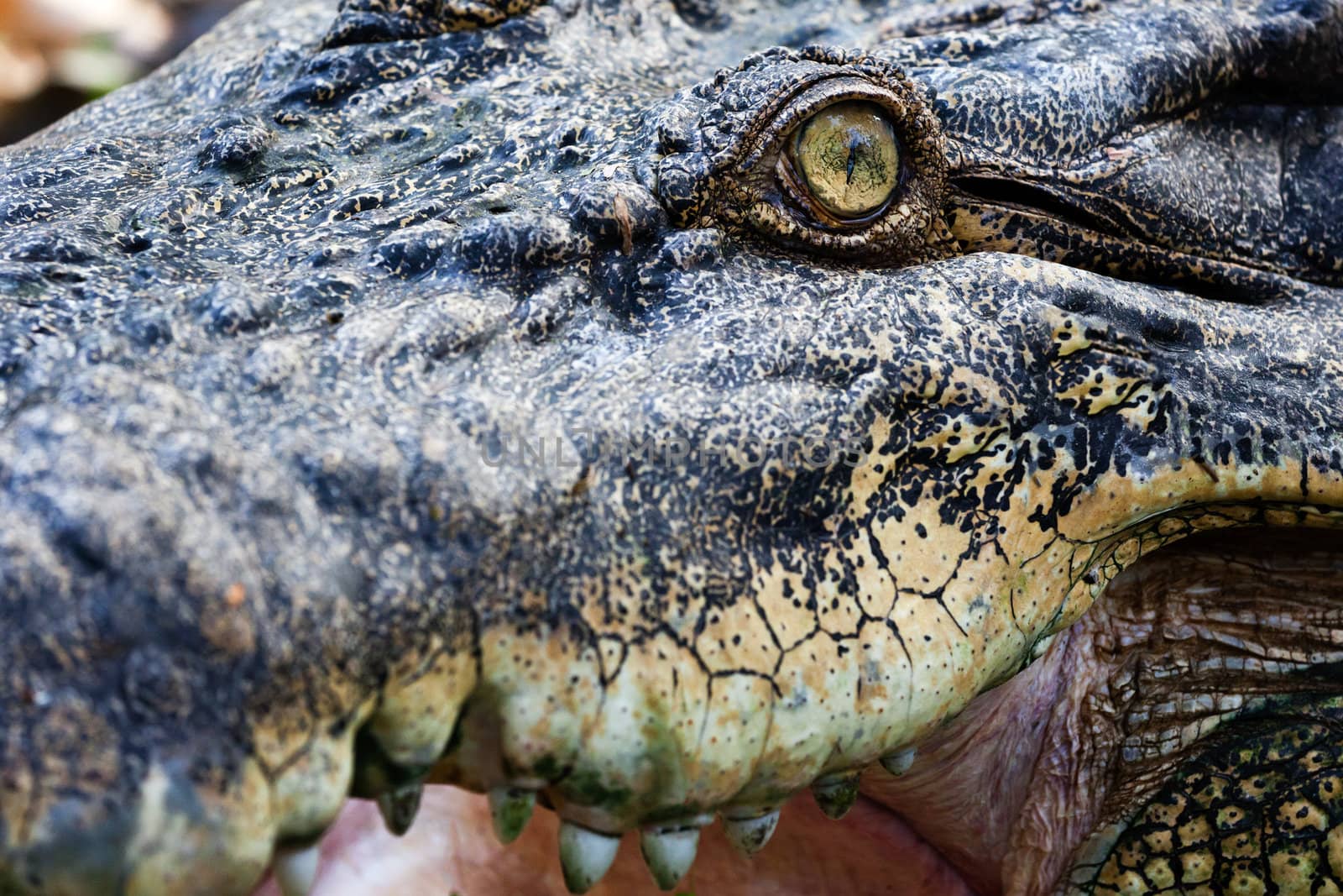 Crocodile eye close up