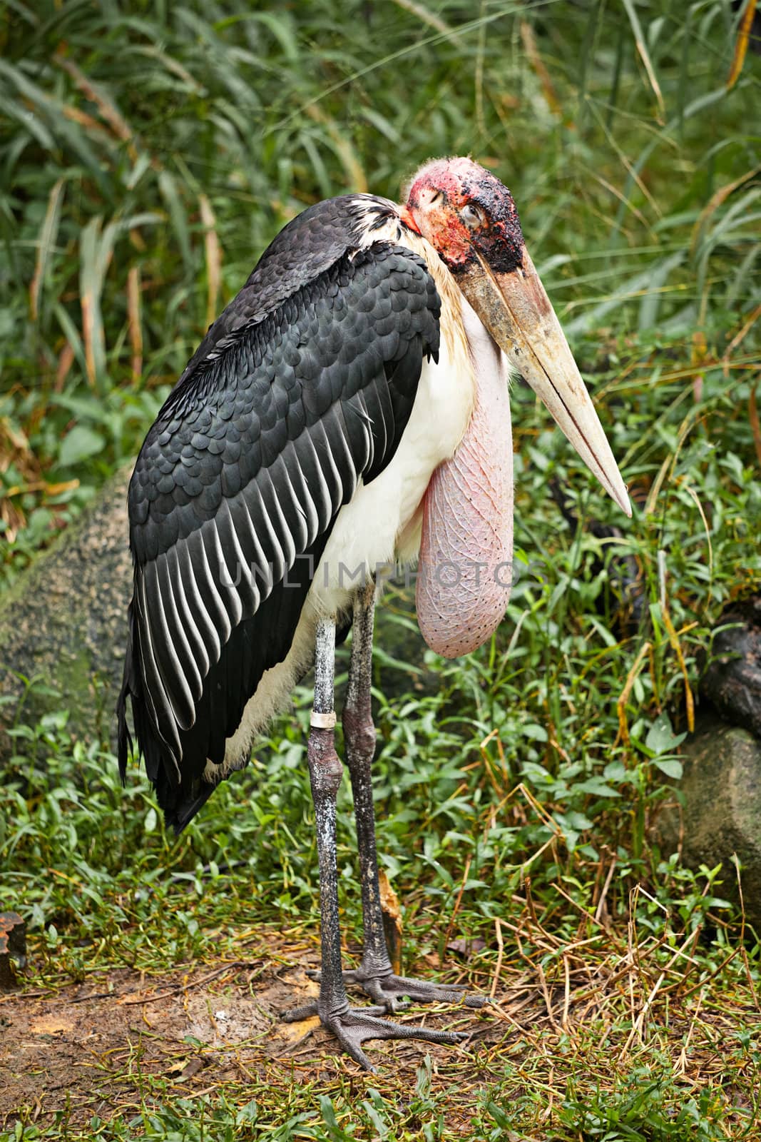 Marabou Stork by dimol