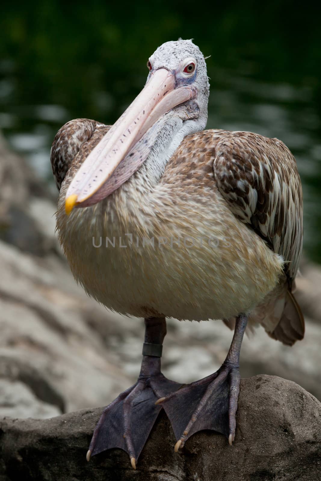 Spot-billed Pelican or Grey Pelican (Pelecanus philippensis) by dimol