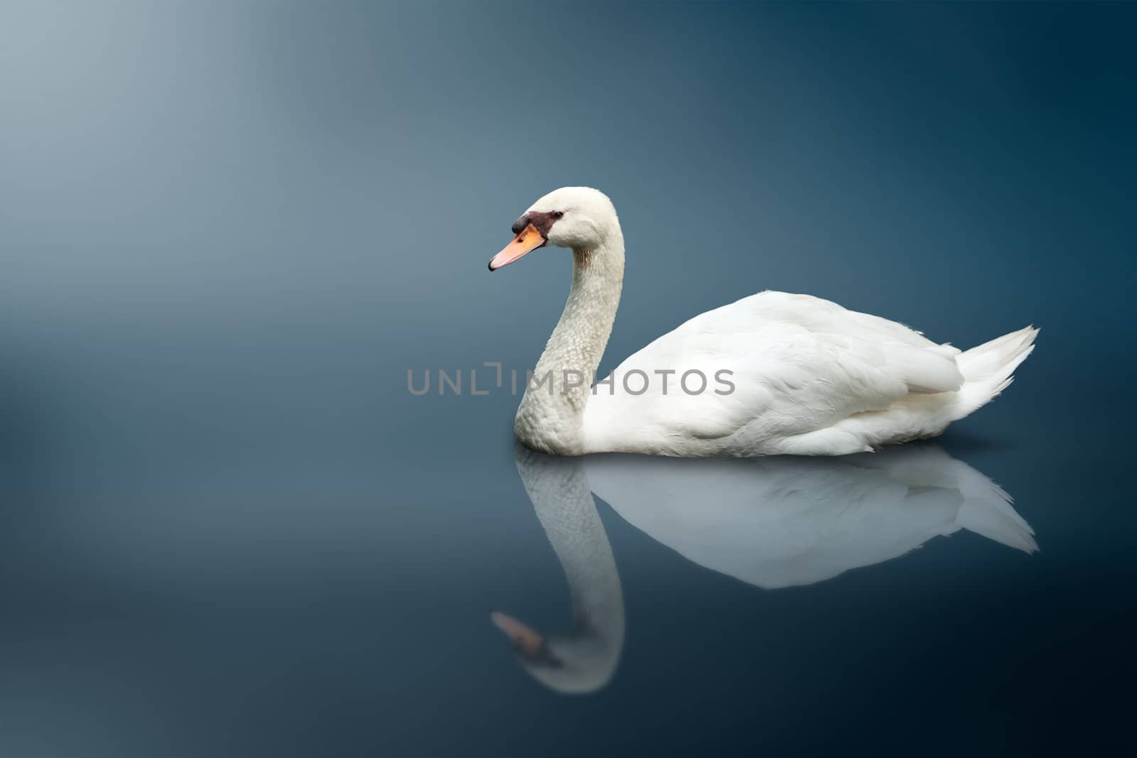 Mute Swan (Cygnus olor)