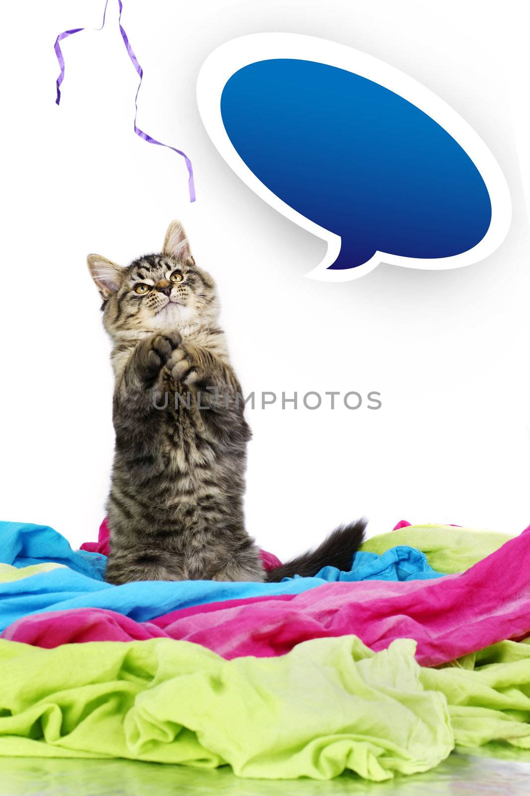 Funny and cute grey tabby kitten up on hind legs trying to catch a purple string with blue gradient bubble speech with shadow, ready for text.