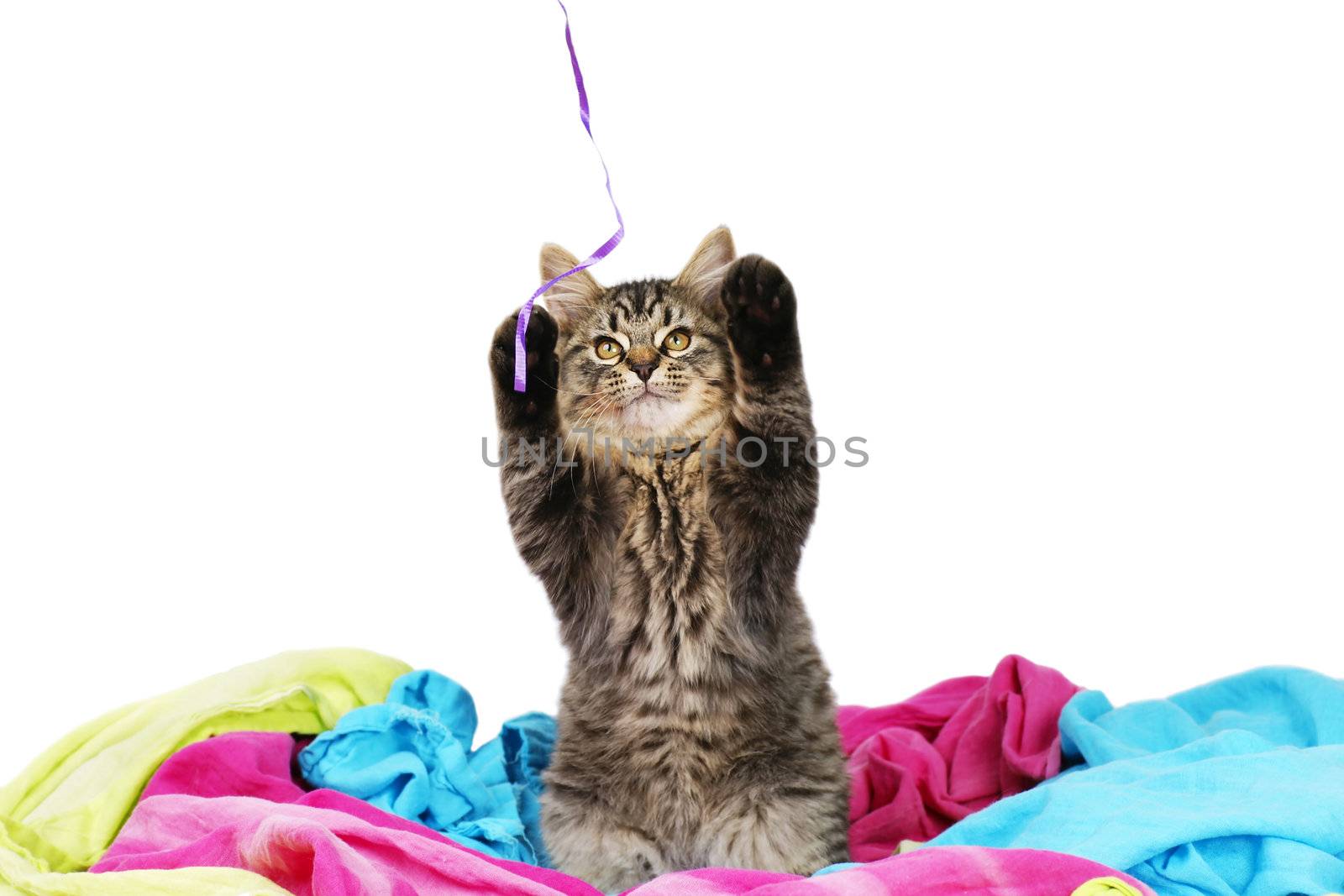 Funny little grey tabby kitten trying to cath a string with both front paws up in the air, perfect for cat calendar or the likes.