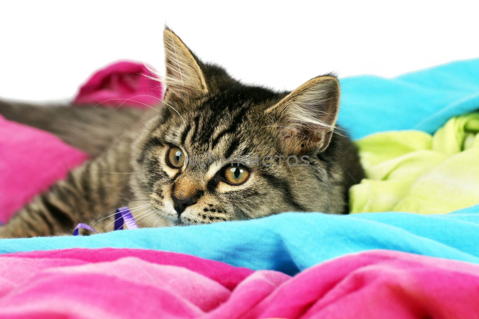Detailed portrait of a happy grey tabby kitten resting on colorful fabrick, perfect for cat calendar.