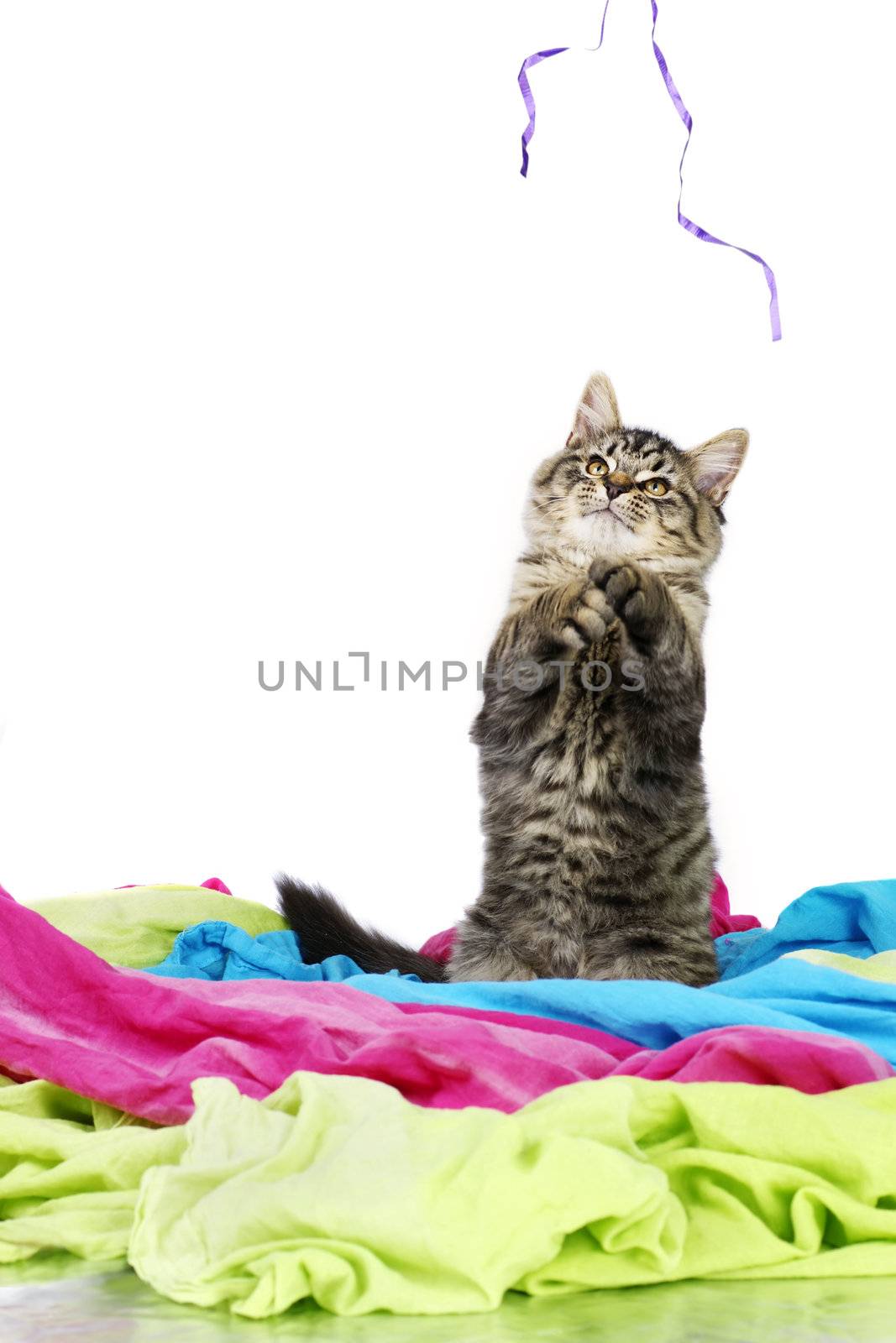 Kitten playing with string by Mirage3