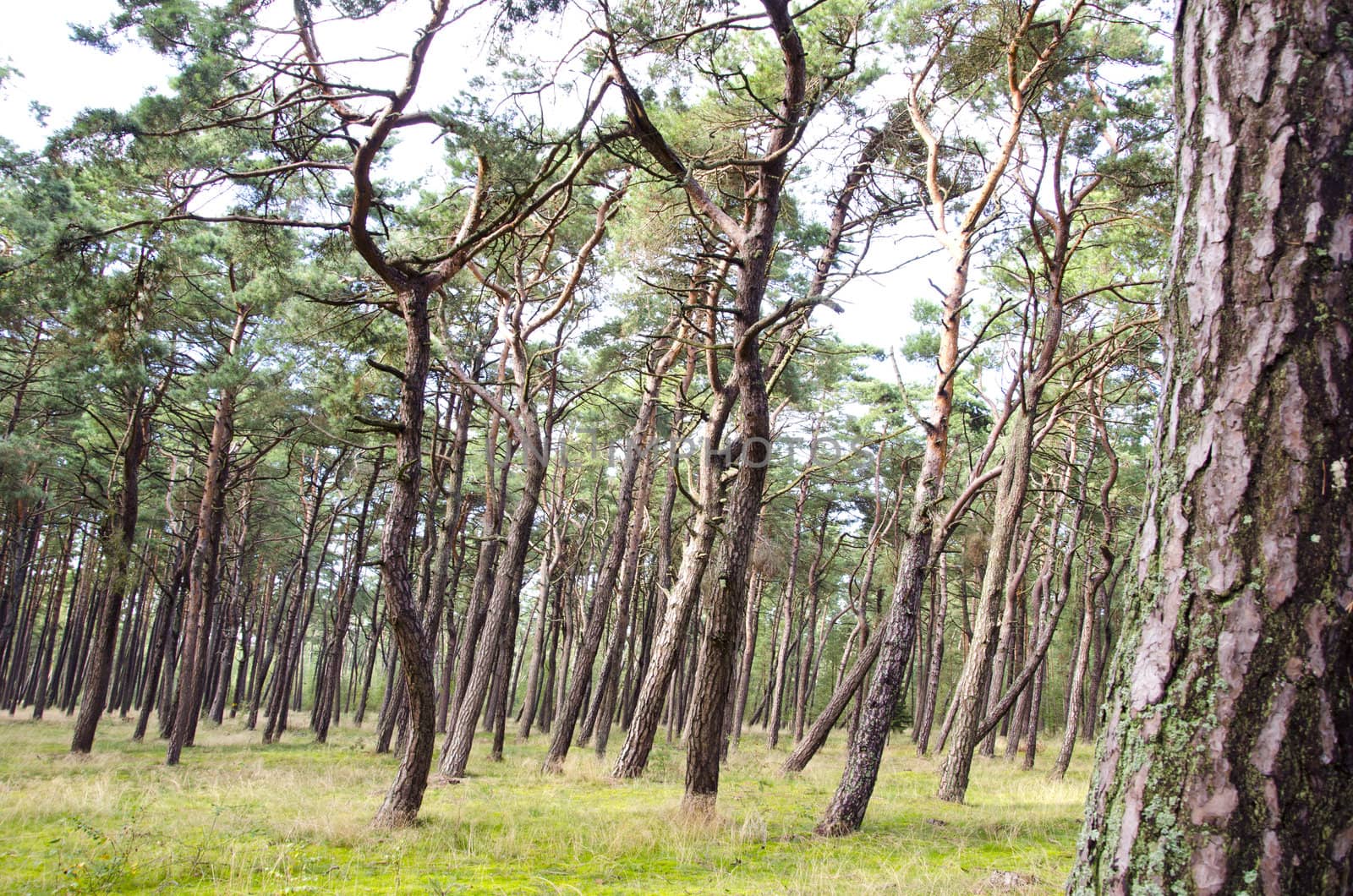 pine forest interesting form tree trunks branches by sauletas