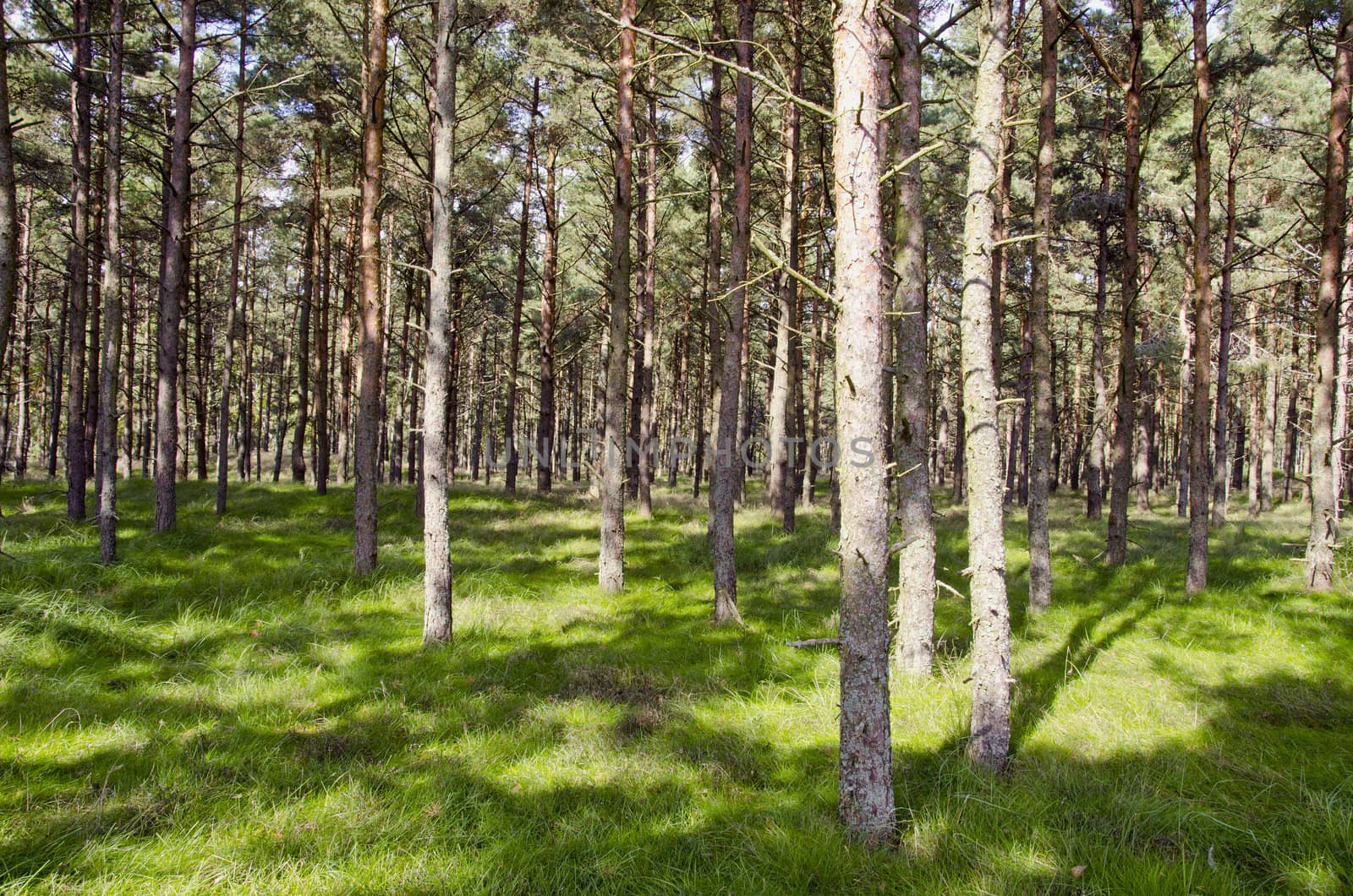 background of natural pine tree forest sunlight and shadows play. tree trunks and lush green grass.