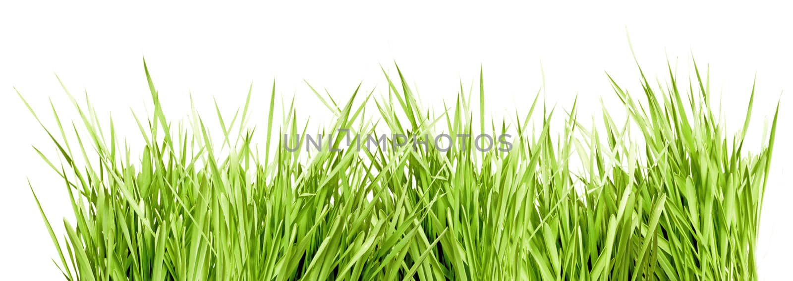 Fresh Green Grass Isolated on White Background