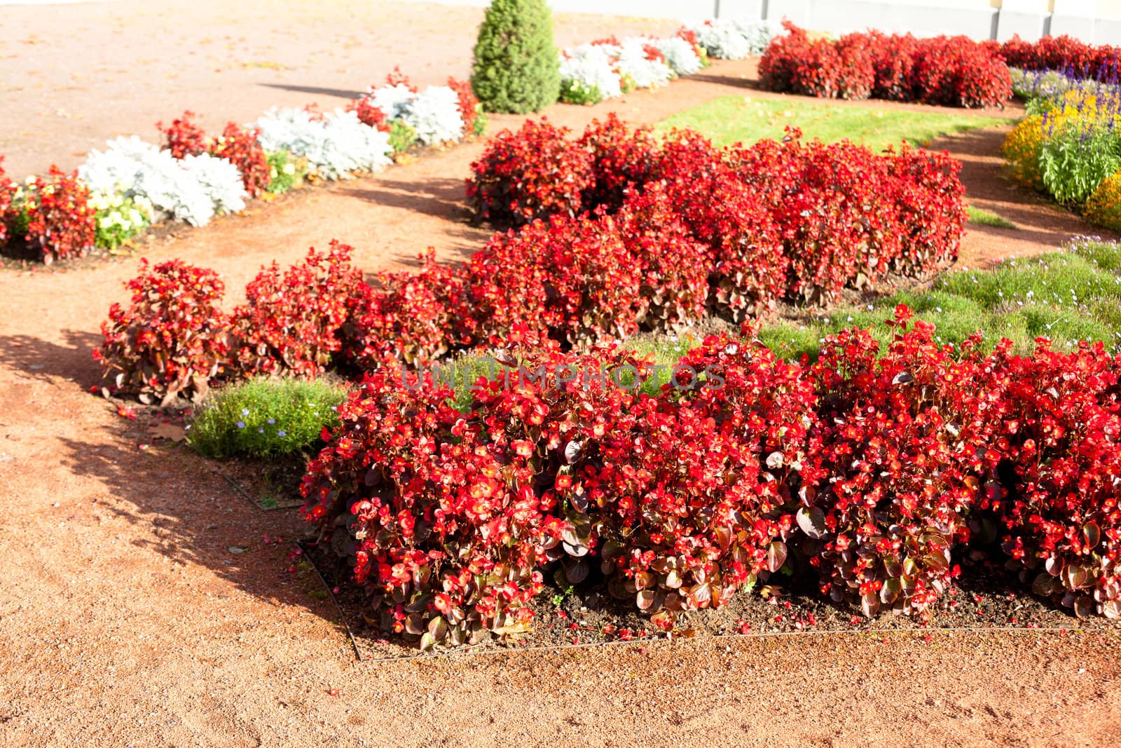 Red flowers in the garden
