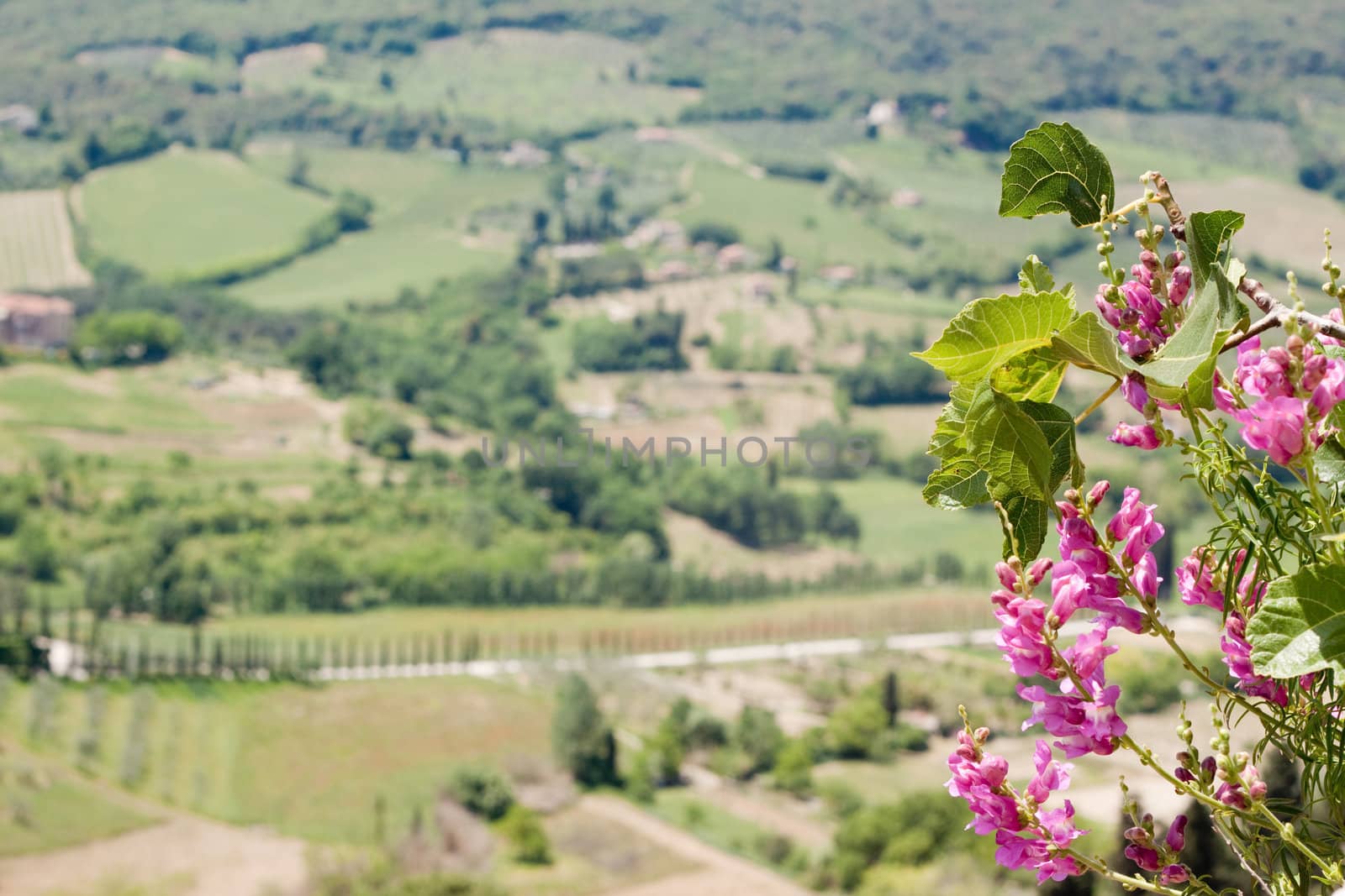Pink flowers and an italian landscape
