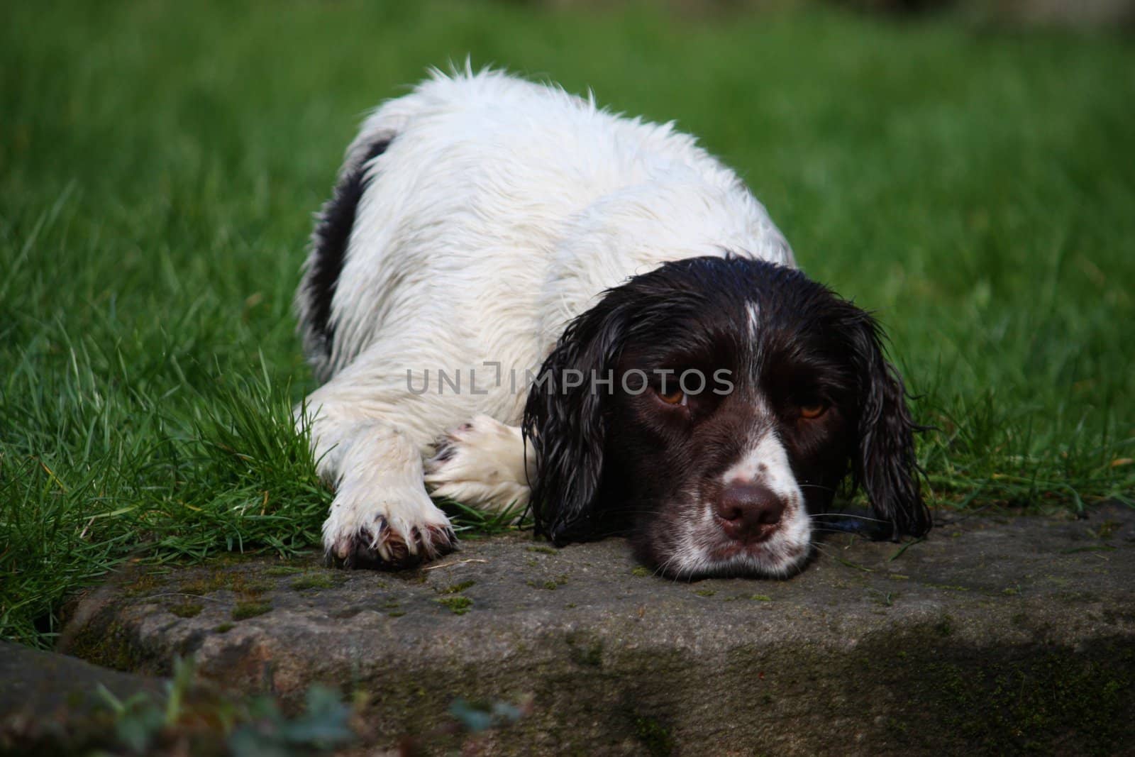 Working Type English Springer Spaniel by chrisga