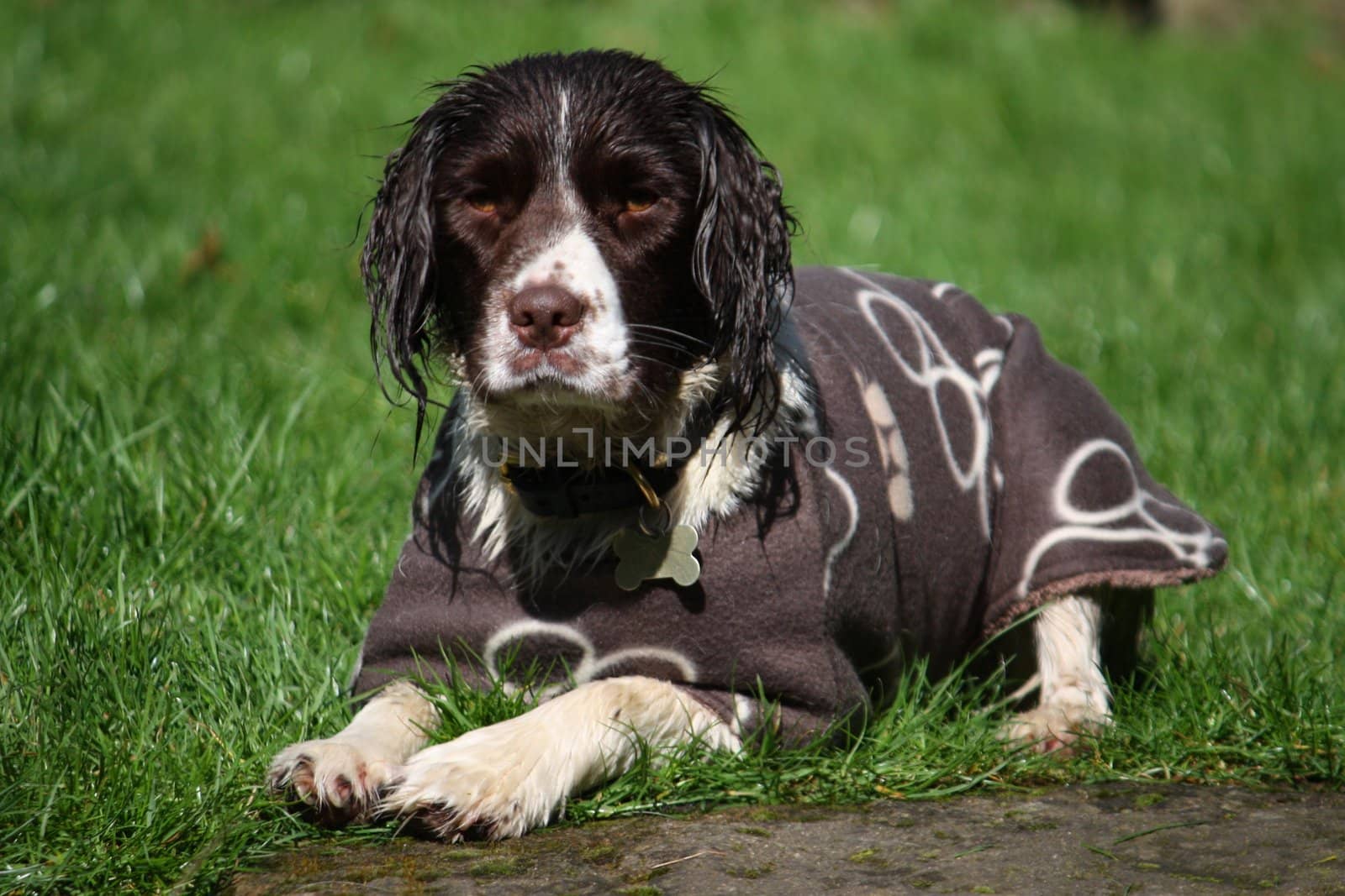 Working Type English Springer Spaniel