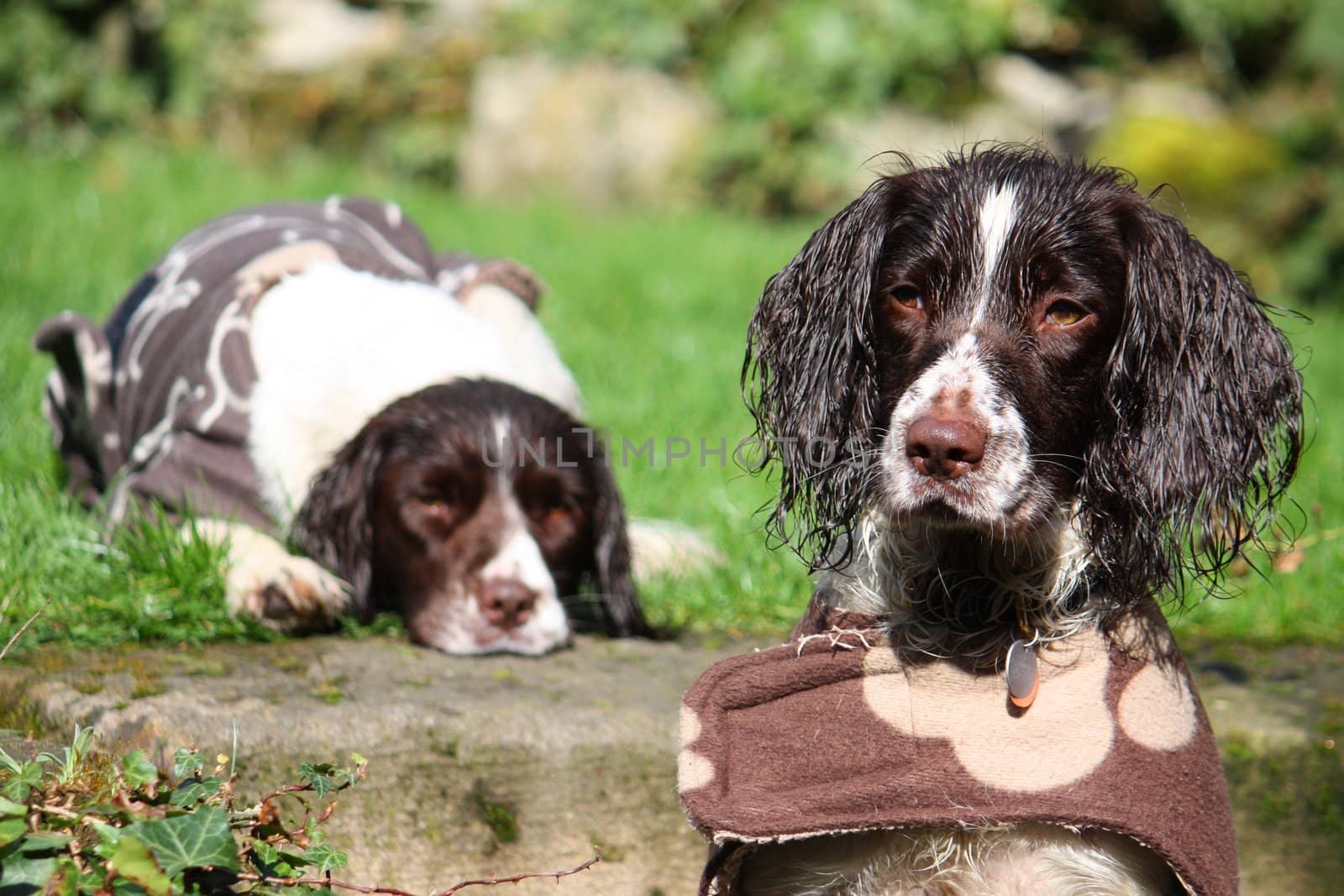 Working Type English Springer Spaniel