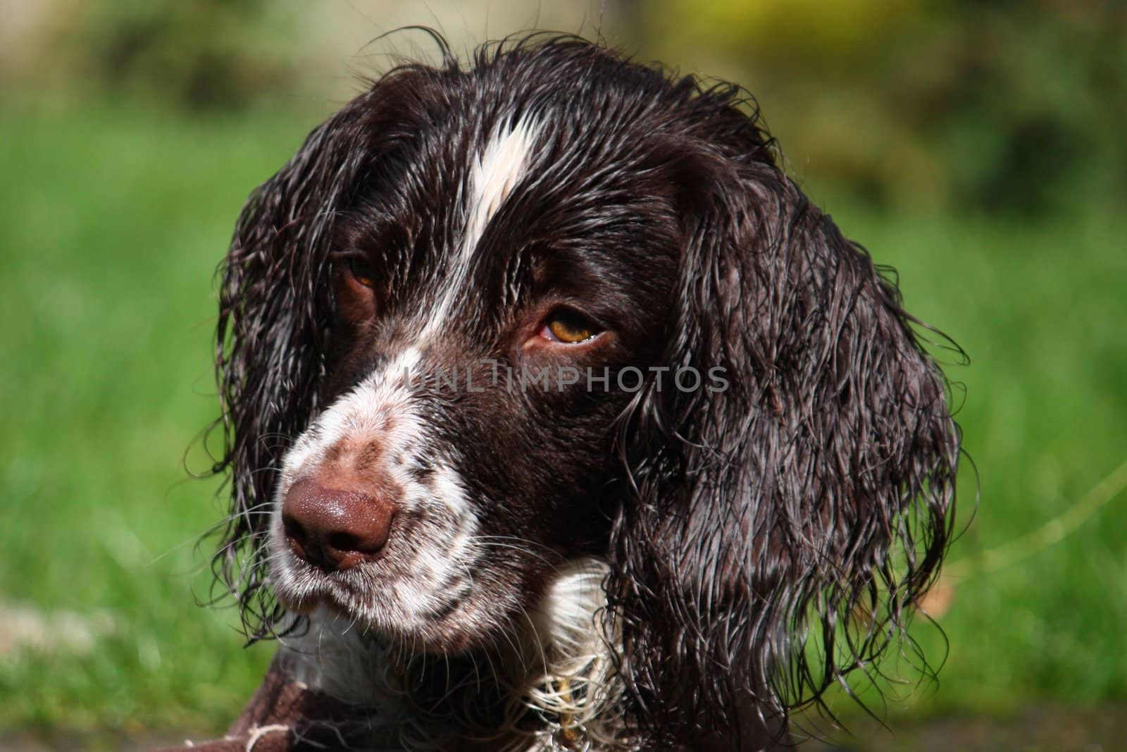 Working Type English Springer Spaniel