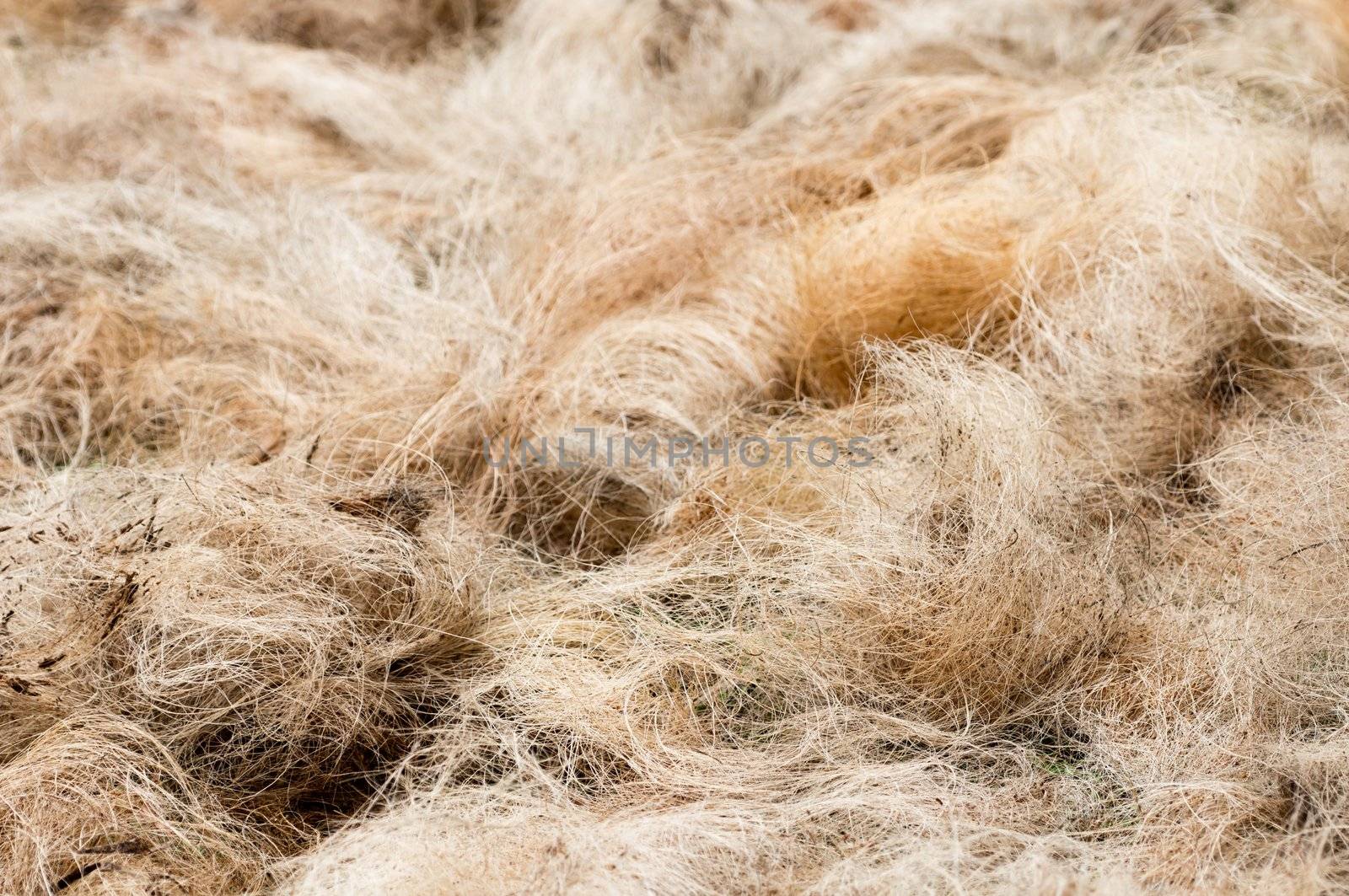 Pile of processed copra fibre get dried before next stage of cords production