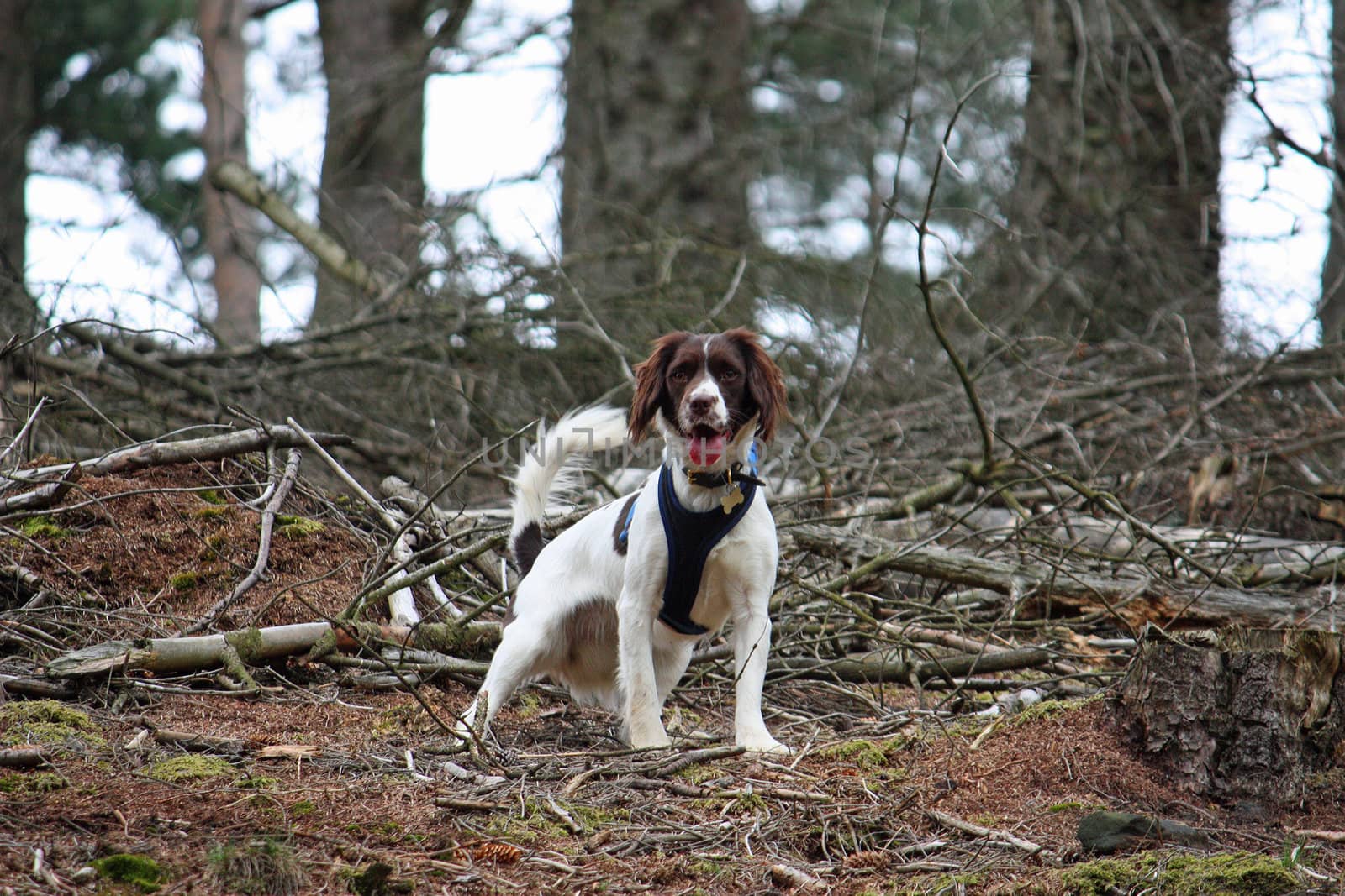 Working Type English Springer Spaniel by chrisga