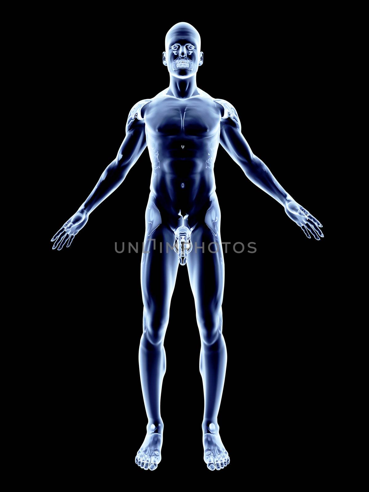 X-Ray - Male Anatomy  by Spectral