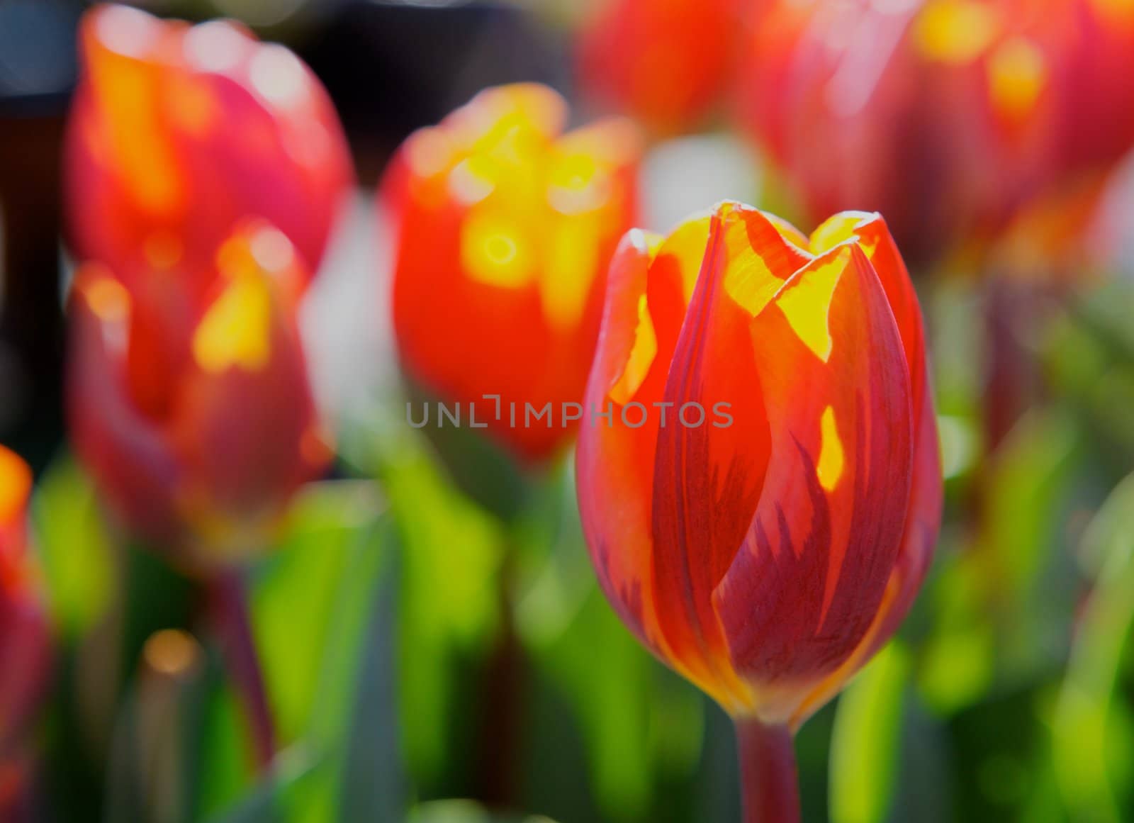 Close up of a red orange tulip back lit by sunlight with a soft focus flower background